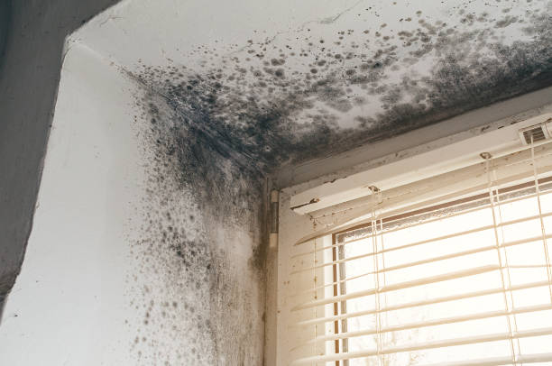 Affordable Hvac And Air Duct Mold Remediation solutions in Fort Bragg, NC